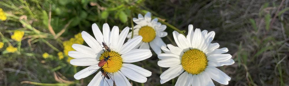 Bild på flera små svartkantade blombockar på en prästkrage