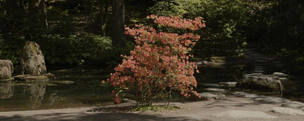 Stillbild från filmen We looked and called it nature