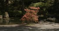 Still from the documentary "We Looked and Called it Nature"